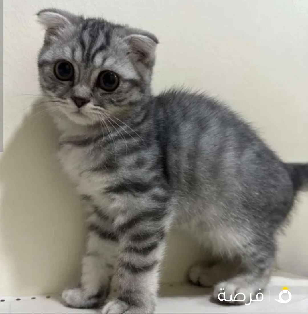 قطو تبني عمره شهرين ومطعم ونوعه سكوتش فولد