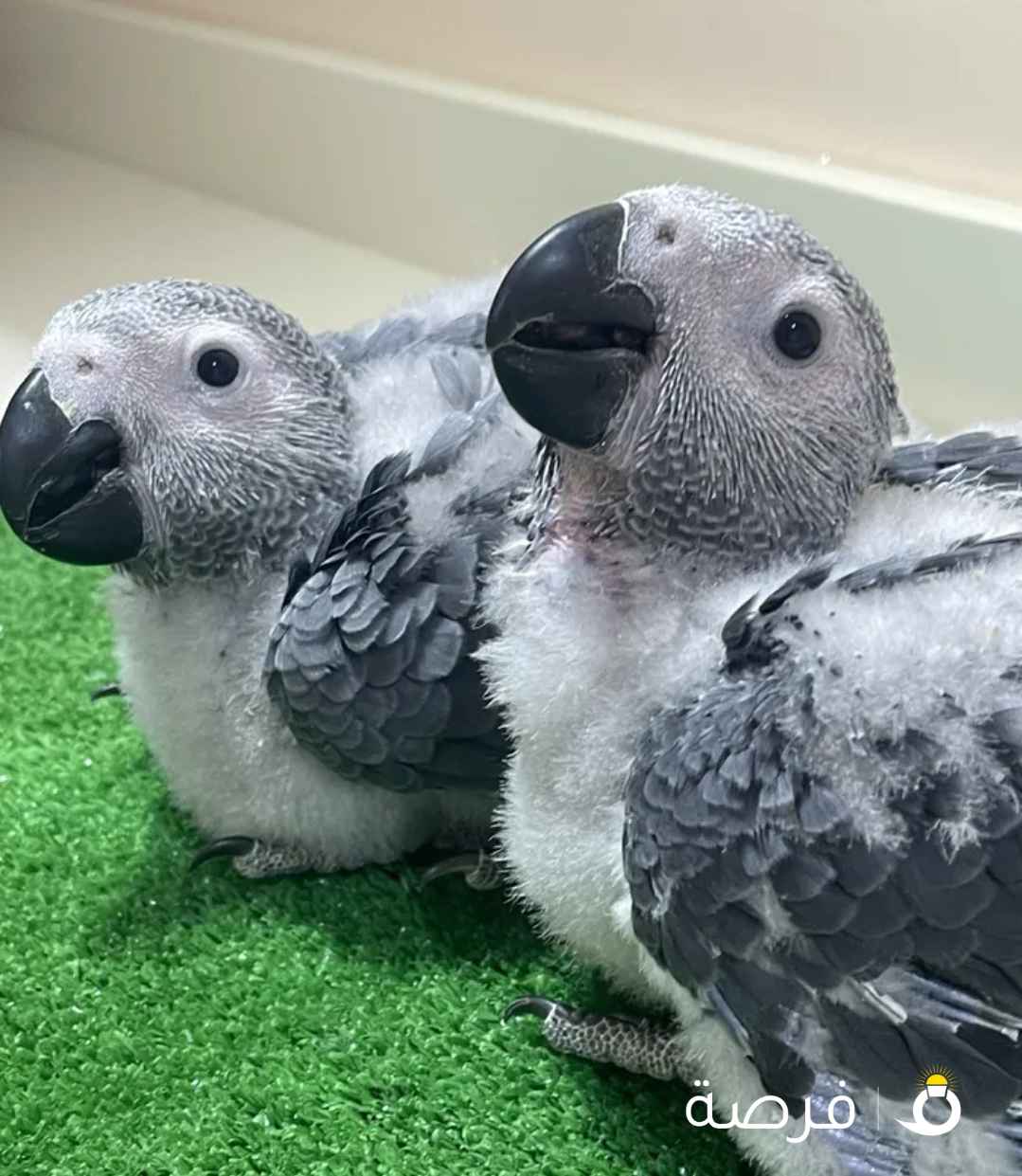 للبيع فرخ كاسكو أفريقي