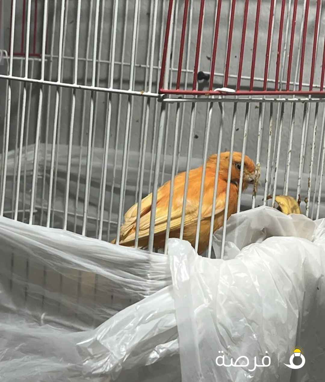 كناري للبيع