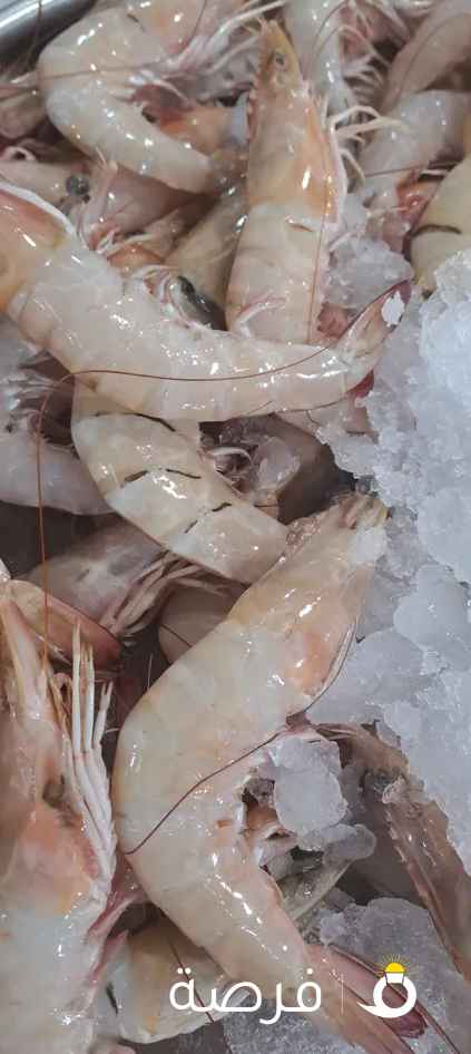 أسماك طازجة يوميا من البحر إلى المائده تنضيف وتوصيل جميع مناطق الكويت ثقتكم بنا تبدأ من التجربة