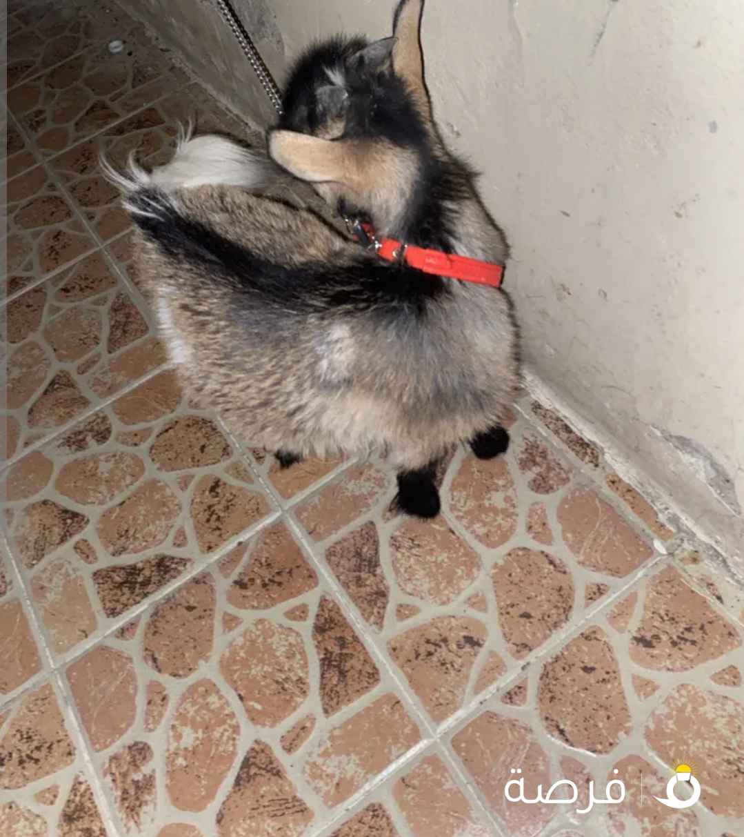 اتصال واتساب