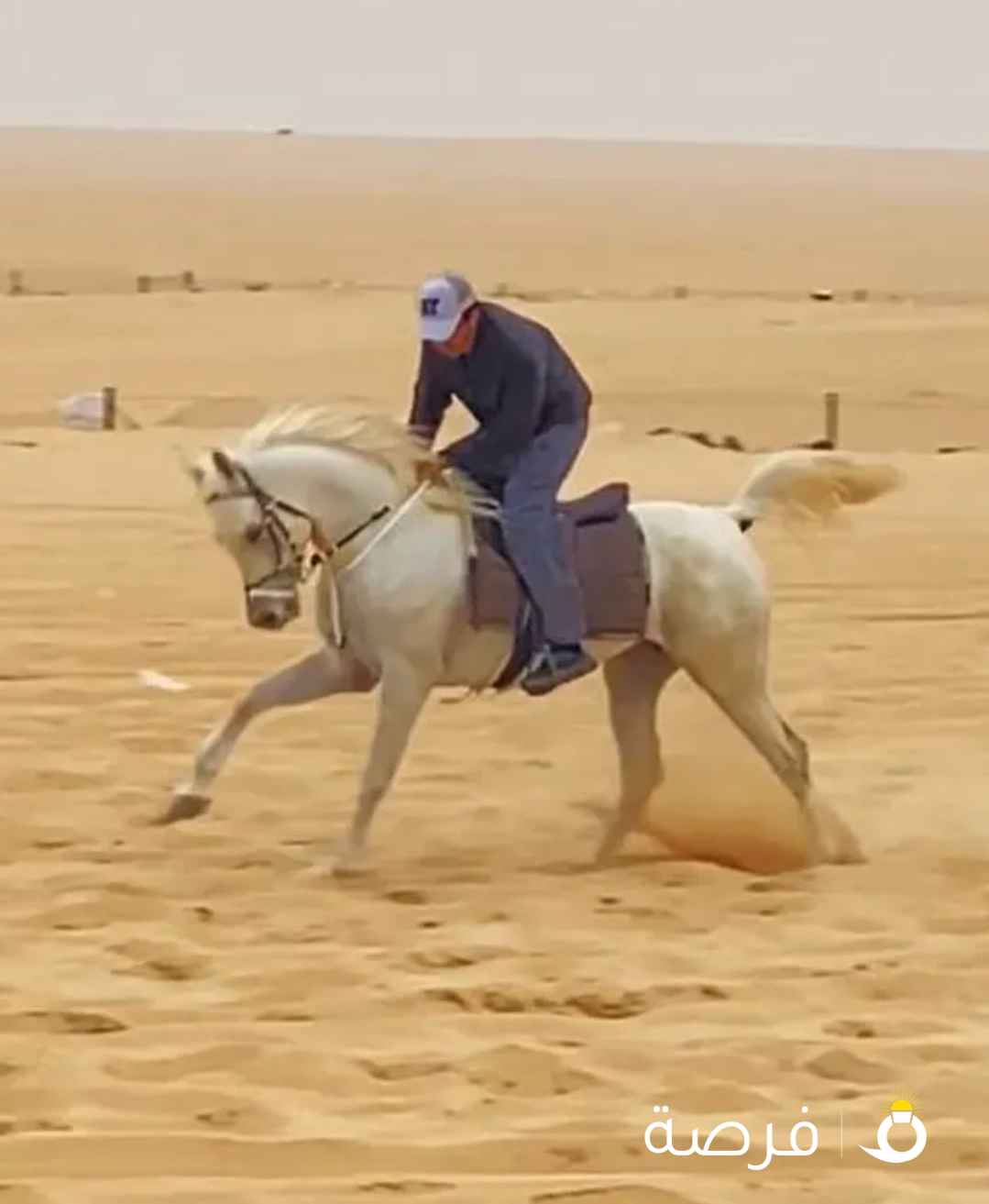 حصان للبيع شرط السلم