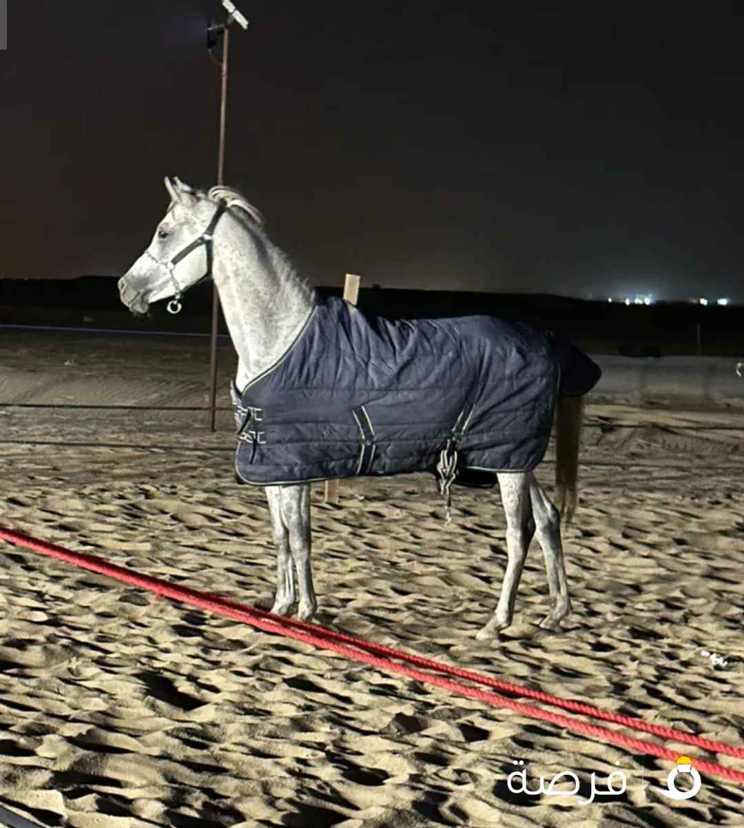 حصان بلدي هادي والبيع سريع واموره طيبه كلها وتوني مقلمه ومركب حذوه قدام فقط