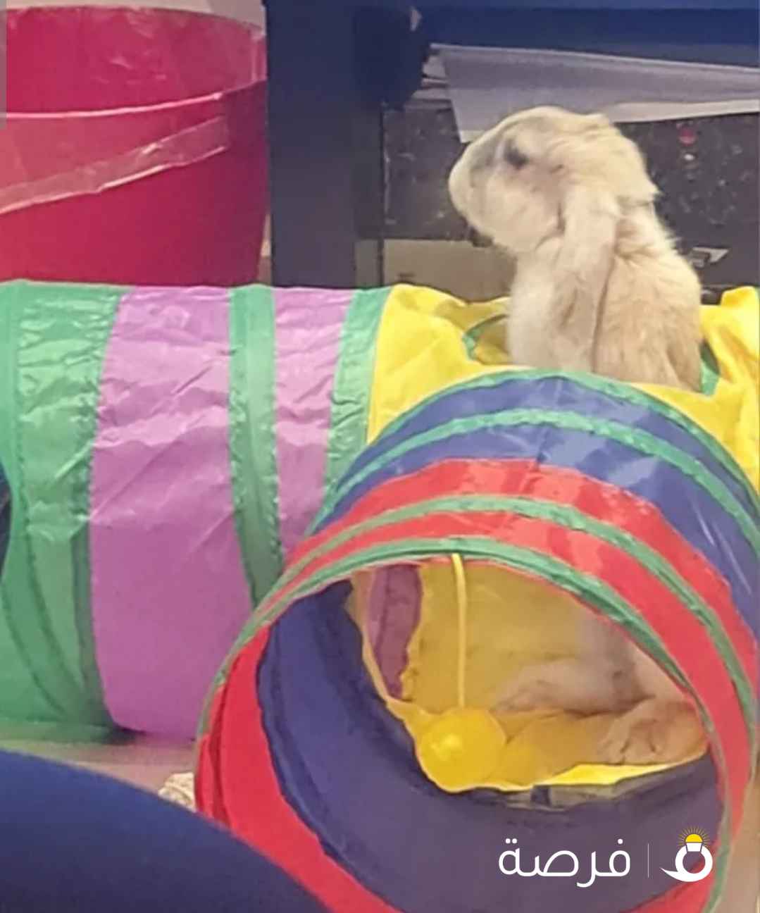 colour for sale

1) With high content protein food for more than three months

2) With wood filling enough for more than 3 months

3) With cage (2 levels)

4) With playground cage

5) With tube maze

6) With lots of wooden toys

In very good health (checked regularly at vet).

Price KD80 for a good family

Communication through WhatsApp or the App

*NO TIME WASTERS*