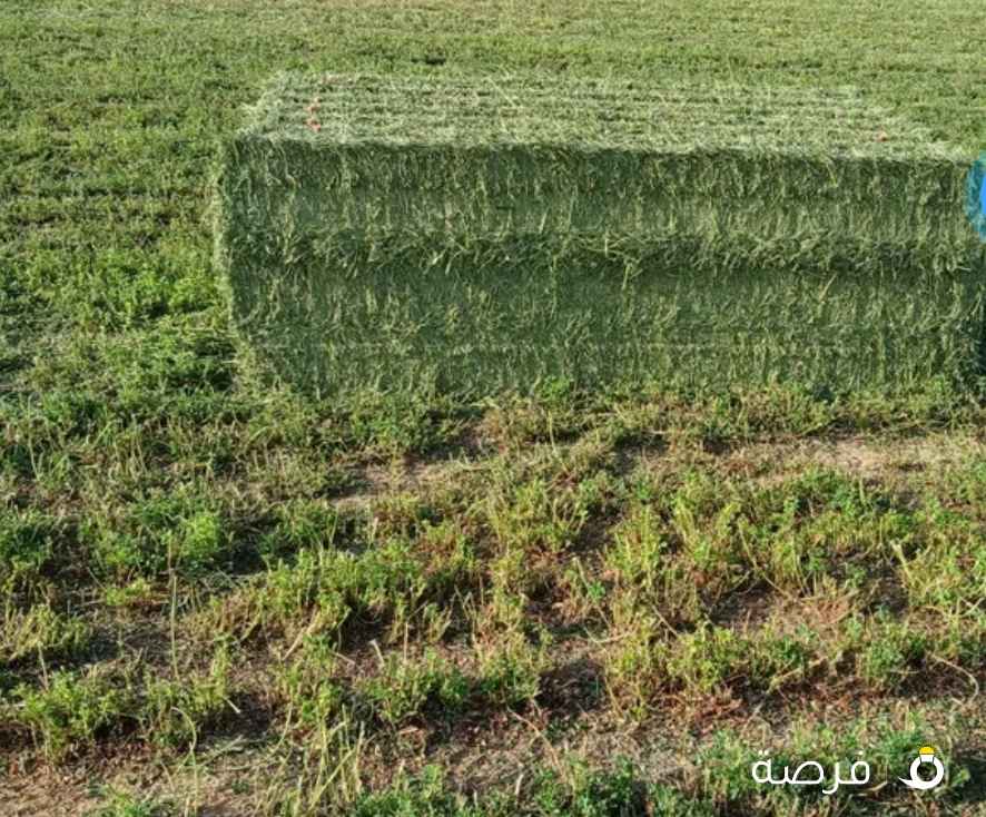 برسيم حجازي علف جيد