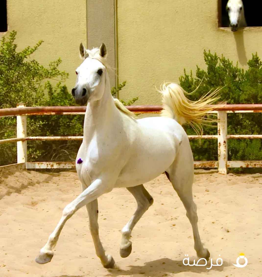 للبيع افرس وامهر عربي اصيل بيور