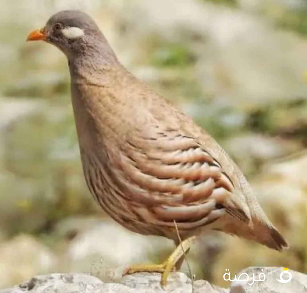 مطلوب حجل الرملي