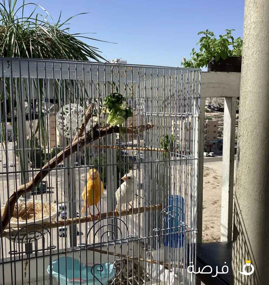 زوج كناري للبيع