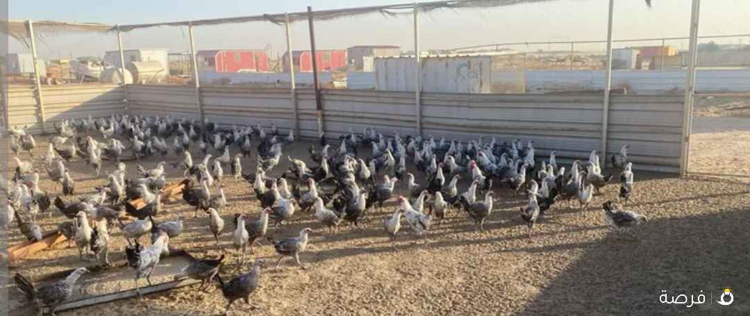 دجاج فيومي بياض متوفر جميع الكميات والاوزان