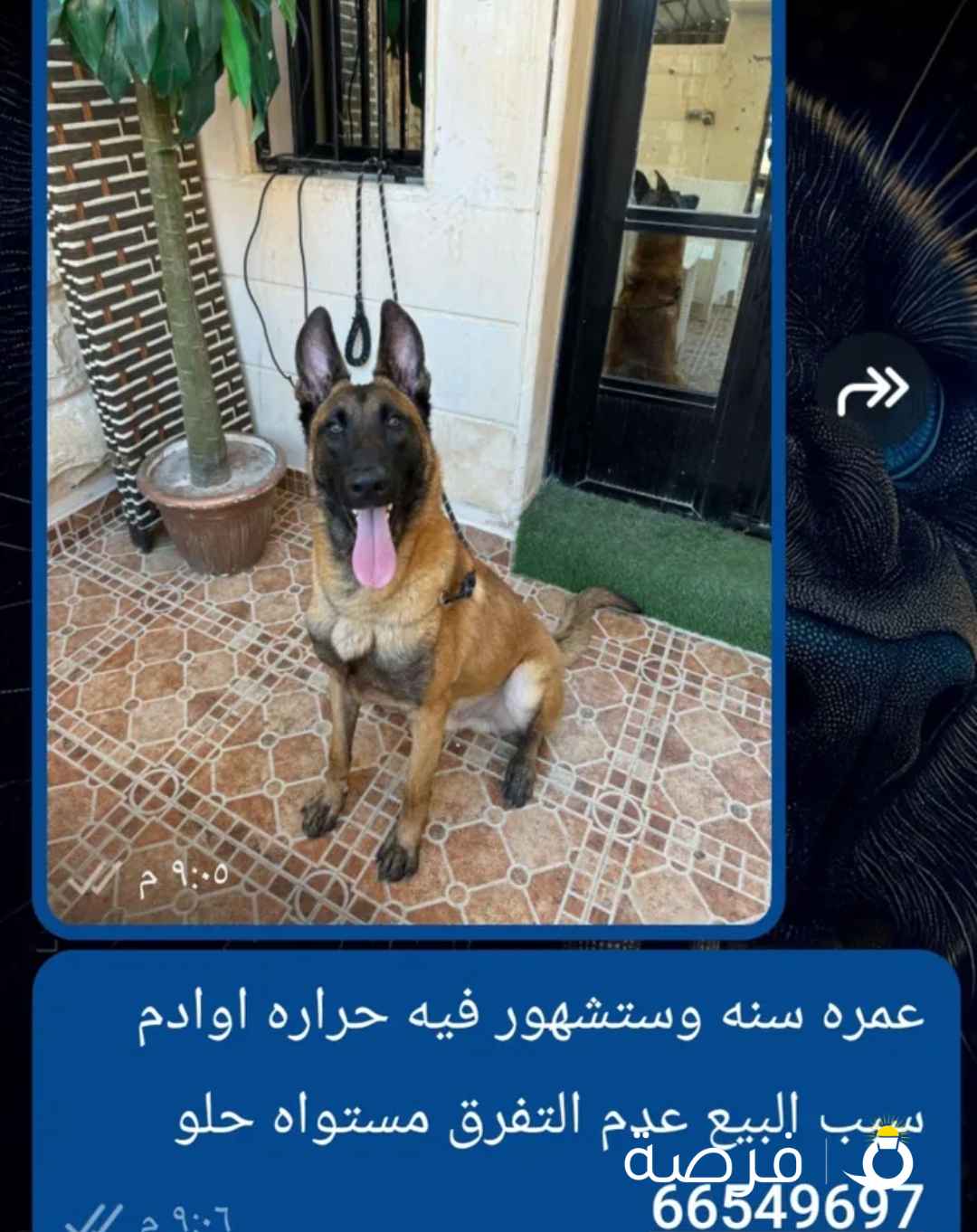 للبيع كلب مالينوو العمر سنه وست شهور حراره اوادم مستوى جميل سبب البيع عدم التفرق