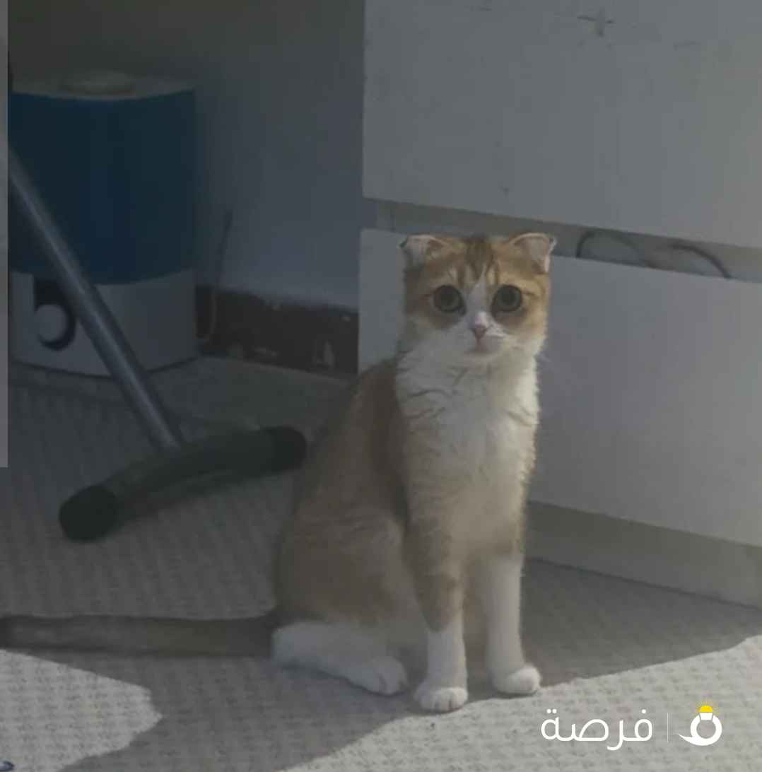 قطط للتبني العاجل