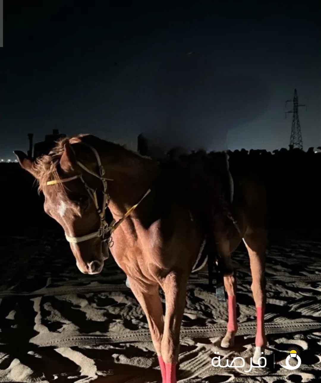 حصان انجليزي للبيع
