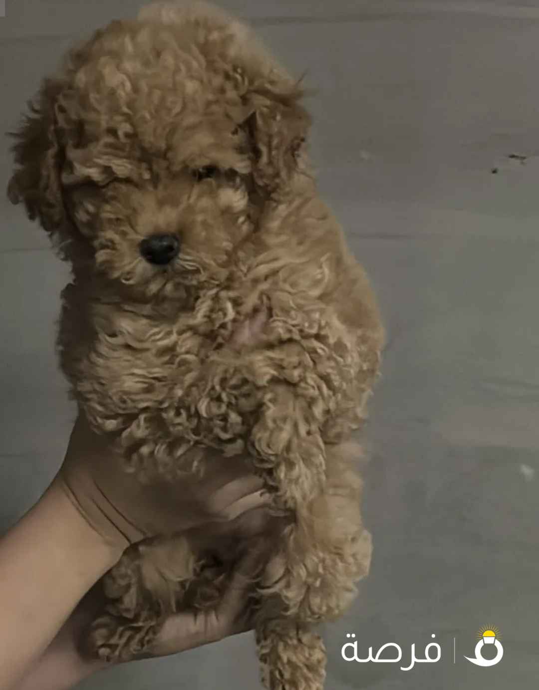 كلب توي بودل انثى بيور