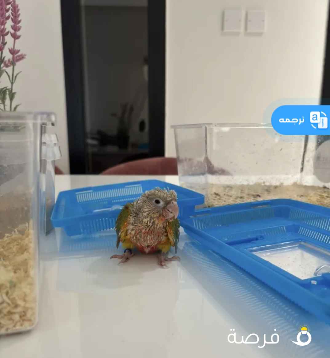 فروخ روز/ لوف بيرد احجام طيبه للبيع