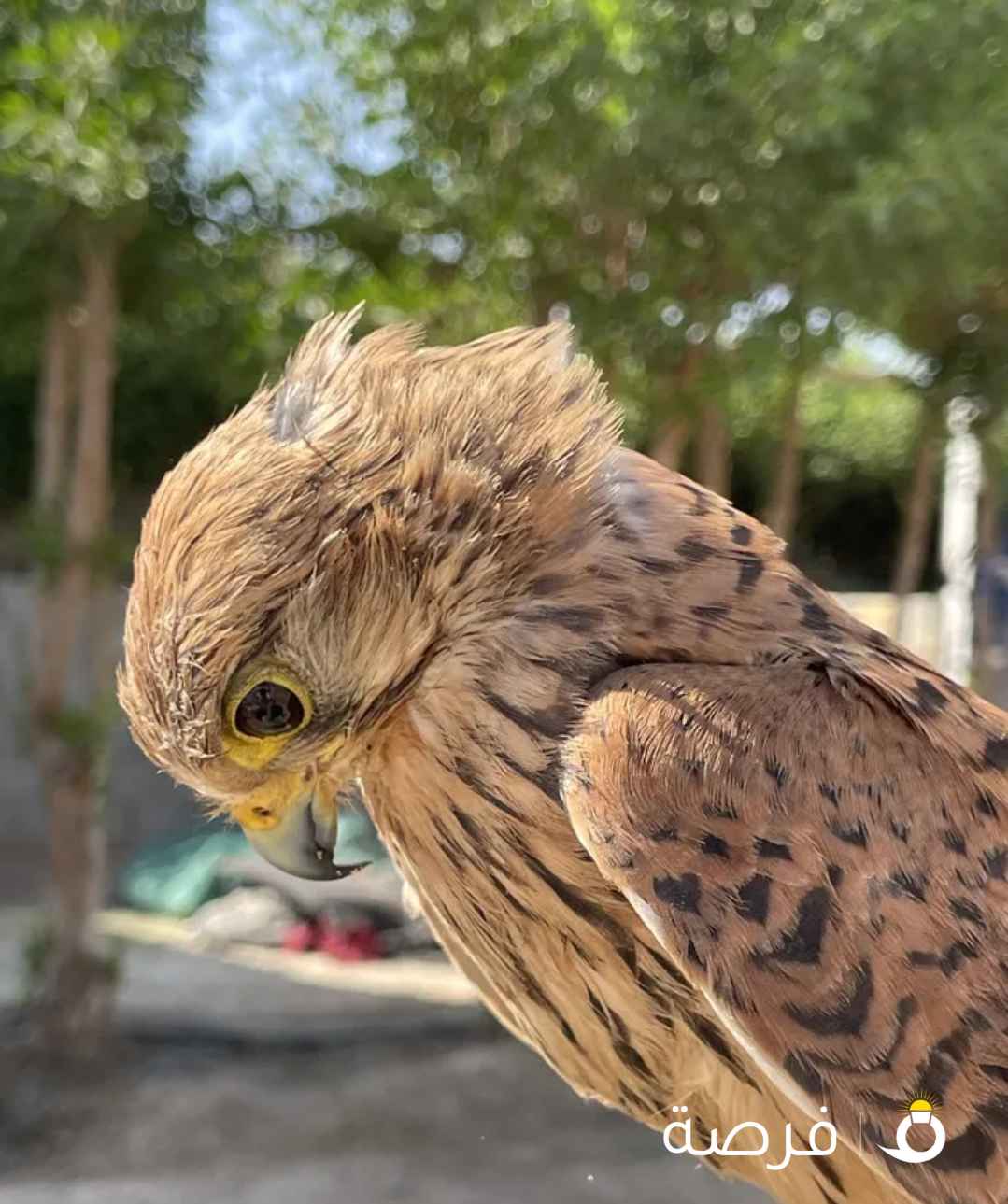 حميميج للبيع