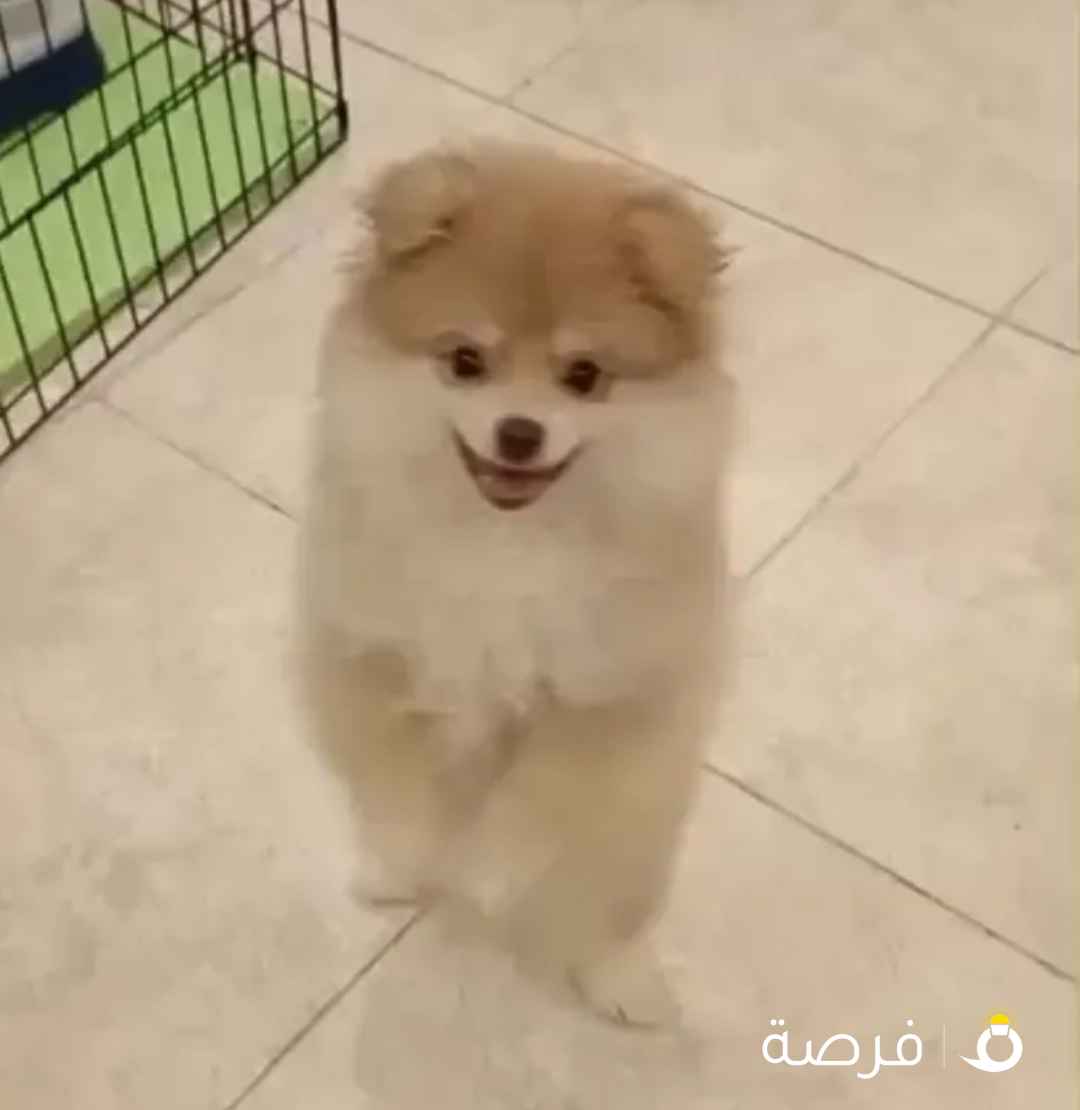 للبيع البنت وابوها