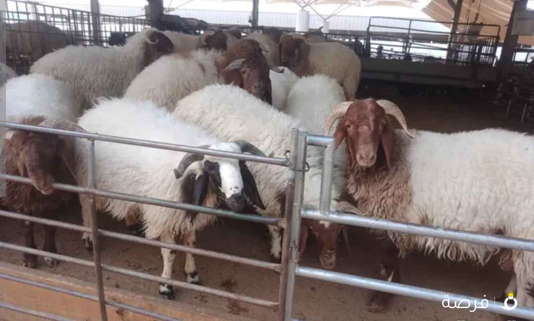 قصاب تحت الطلب