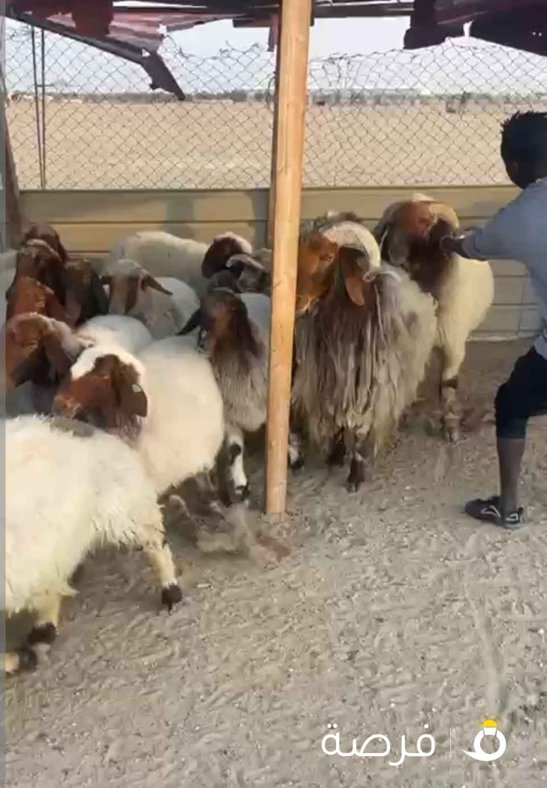 للبيع عزبة غنم كاملة غنم ،وفرس،شبوك وبادوك ،جبرة قلص بطاقة شمسيه كنتينر داخله مخيم توانكي ماي وجر