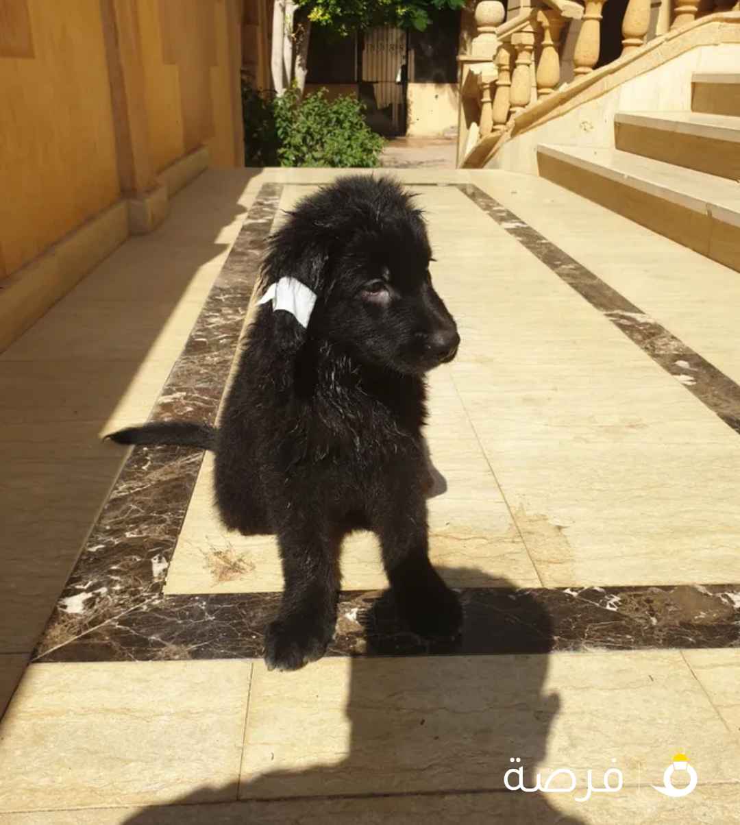 جرو جيرمن شيبرد