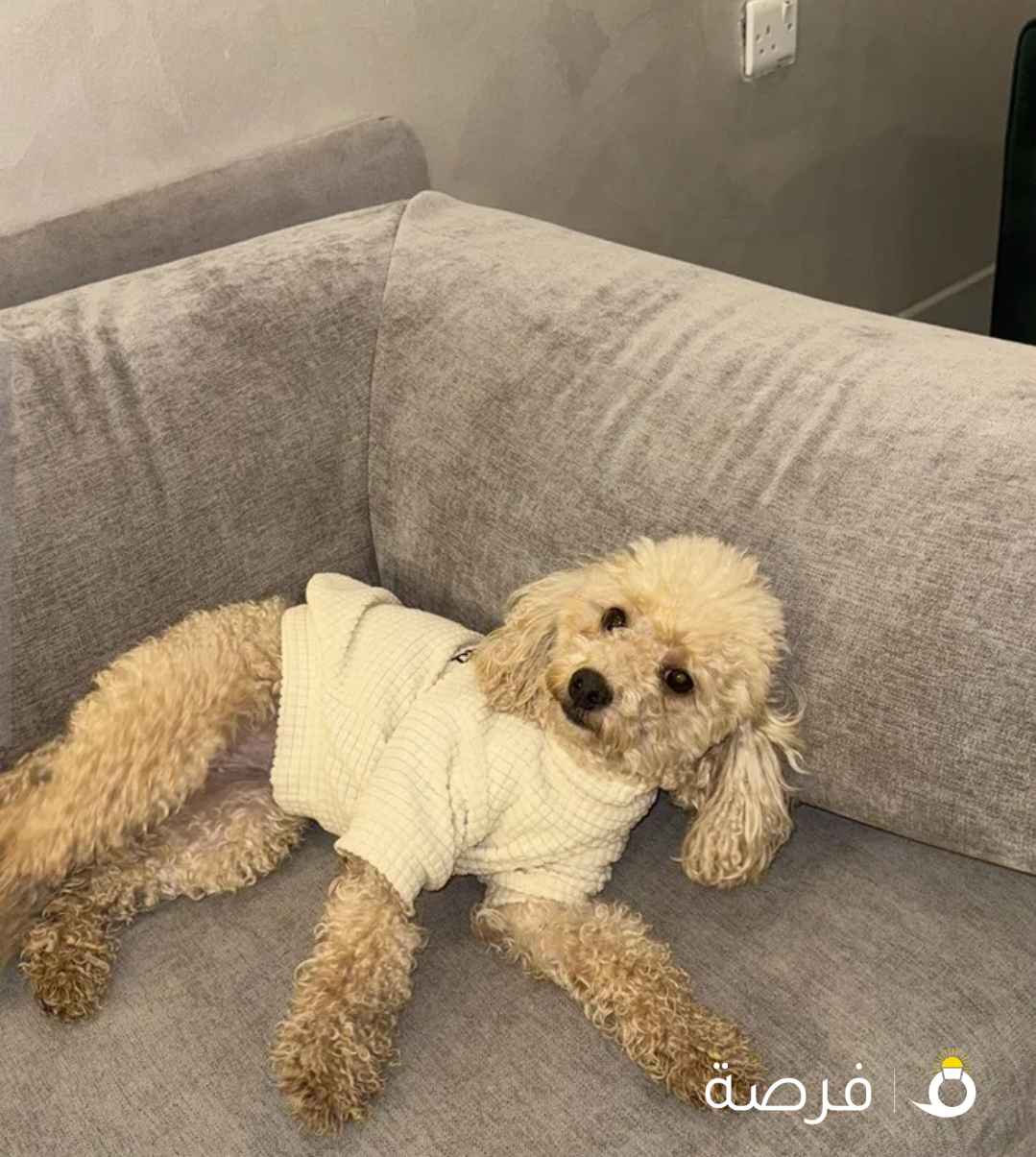 بودل ثنيه العمر سنتين