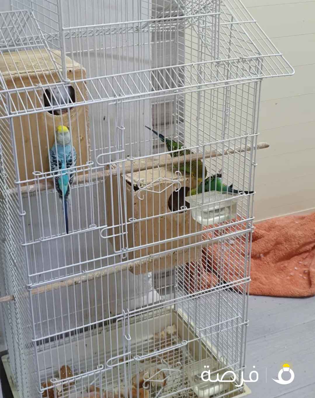 فرخ بادجي او فرخ كوكتيل هولندي زوج كناري اقفاص كل شي له سعر مجموعة اقفاص طيور وقطط التواصل للجادين