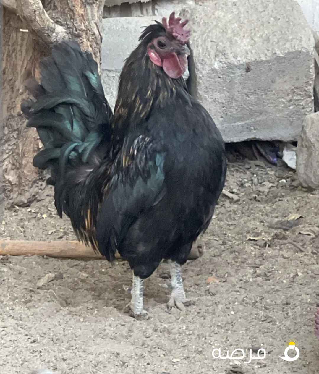 البيع ديك حباحب ول ثاني عربي