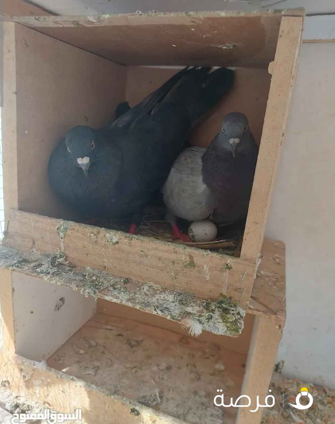 حمام مصري لوت لاحم