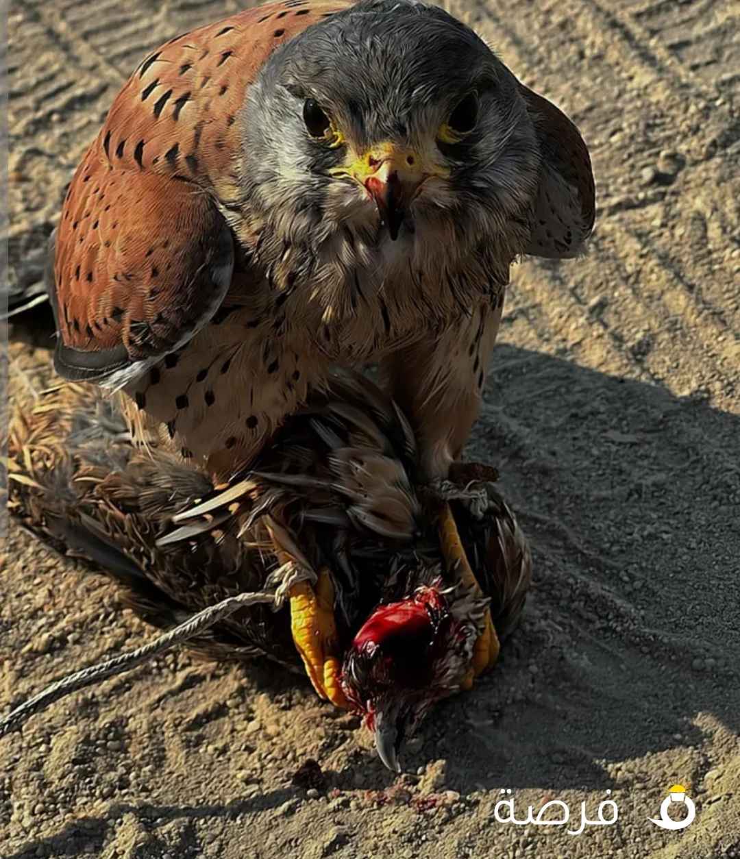 ترمه تهد على فري مو وحش مدرب