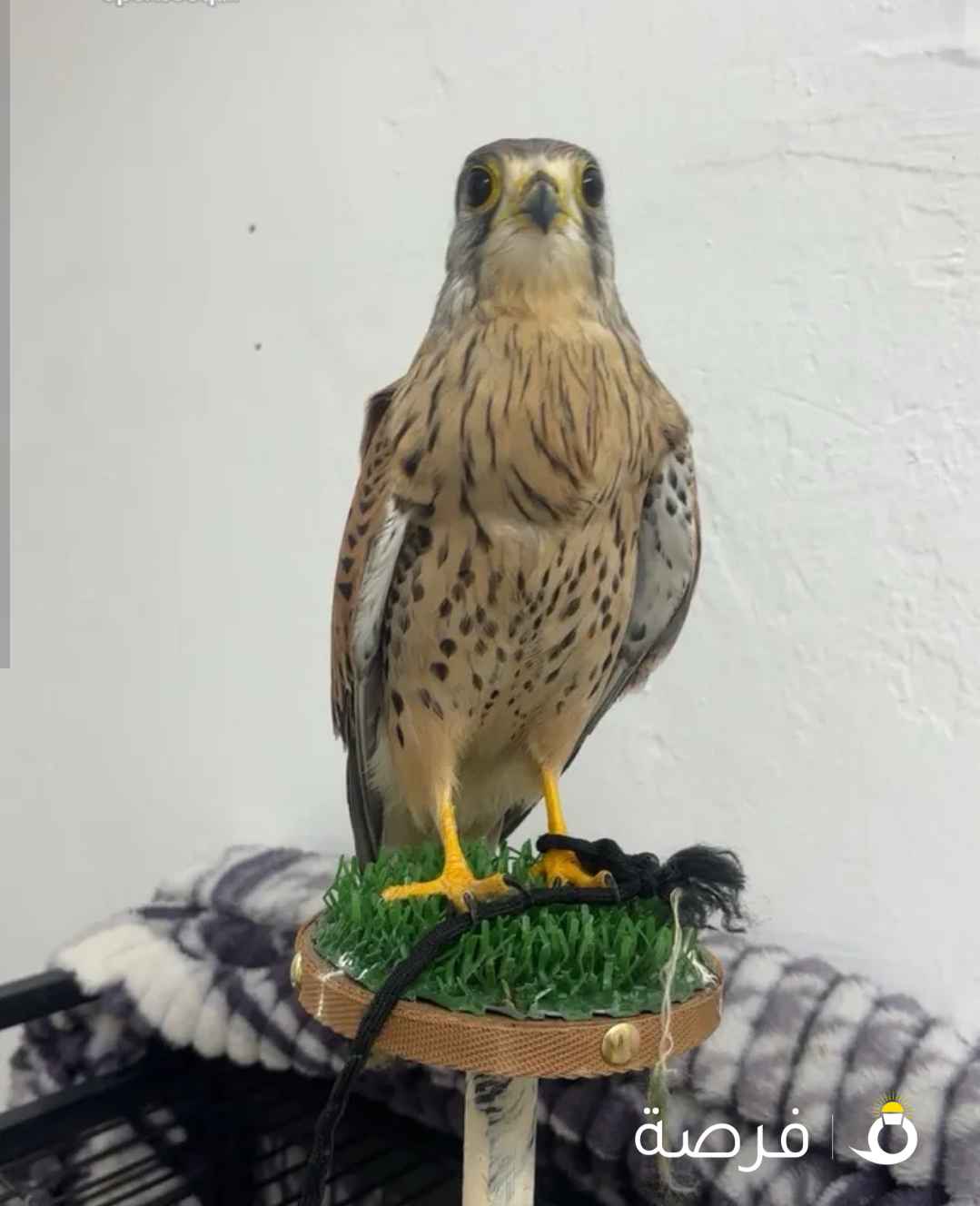 للبيع حميميج مع كامل اغراضه ب 25