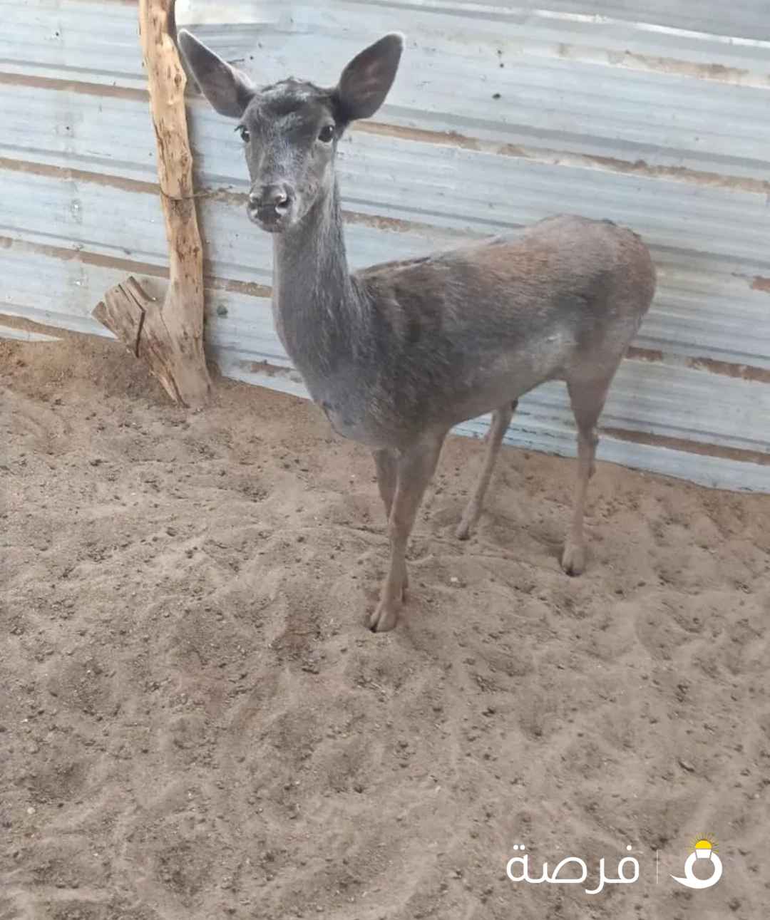 للبيع غزلان ذكر وأنثى