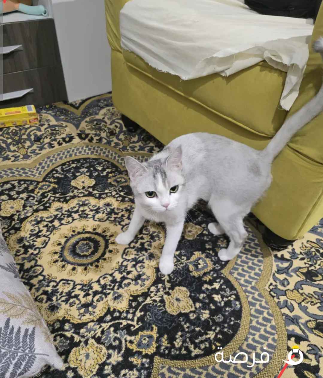 الام وبنتها معا