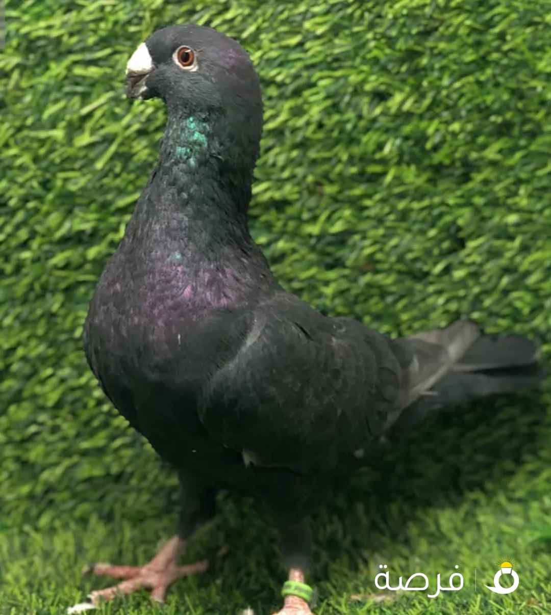 حمام هومر ، ( ازواج + جبره