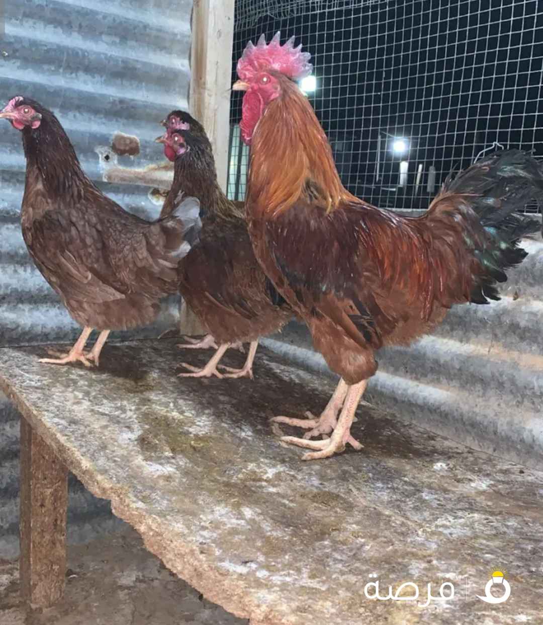 للبيع دجاج رد بلو انقليزي دم صافي