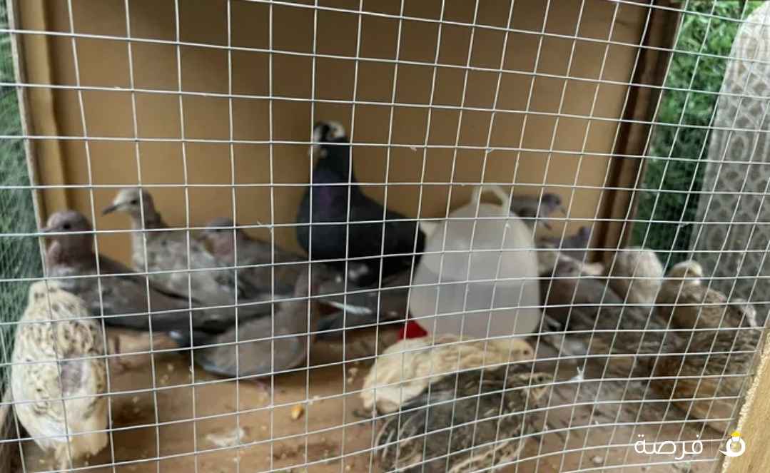 حمام كريم دنيار ونص وفري 750