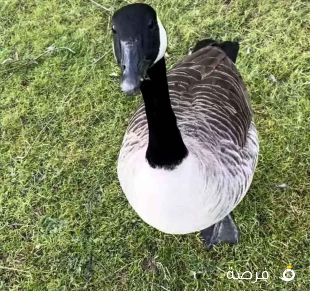 للبيع الاوز الكندي