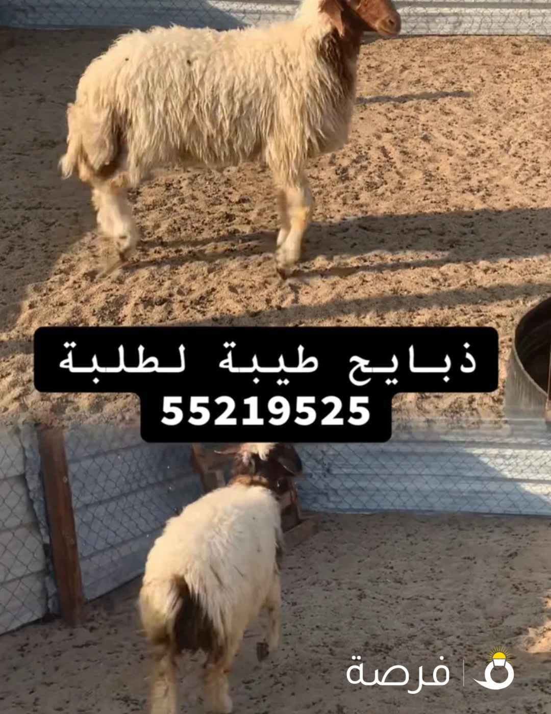 للبيع ذبايح