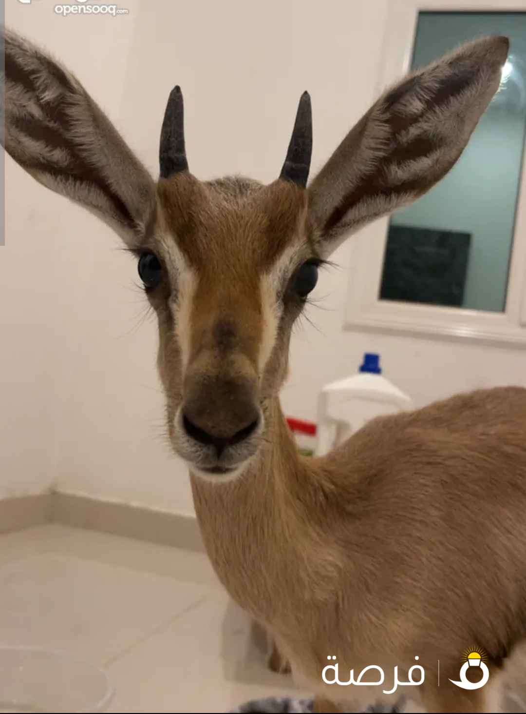 للبيع غزال الريم