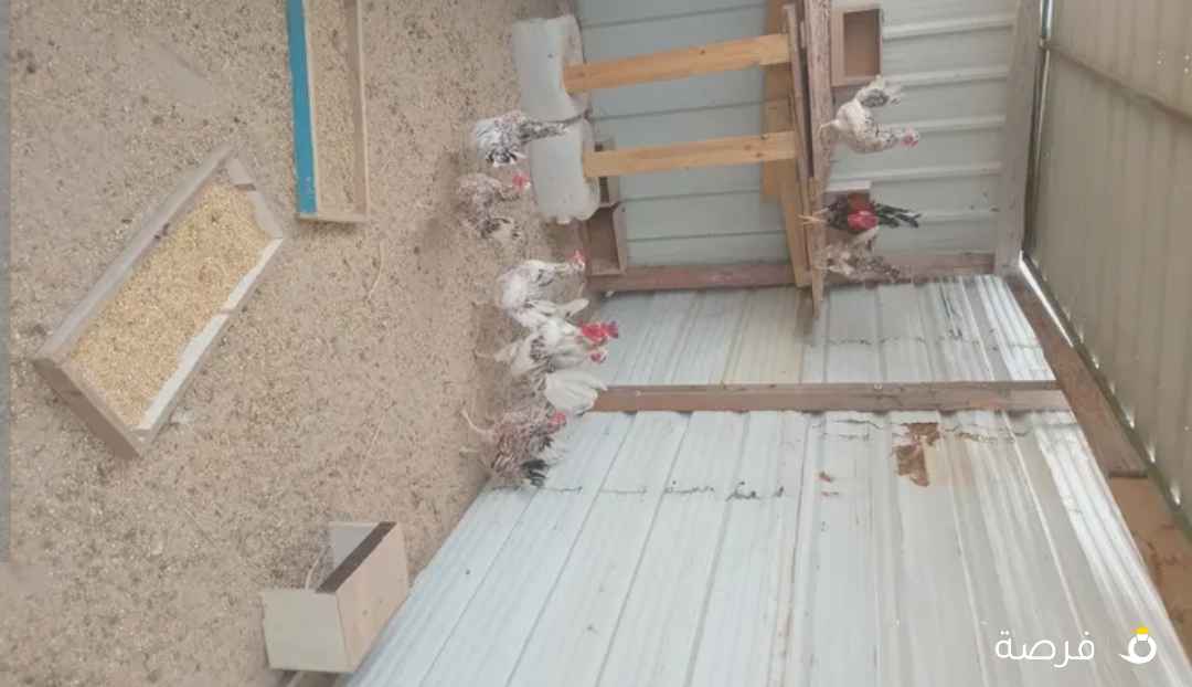 للبيع دجاج عربي نوعي ممتاز