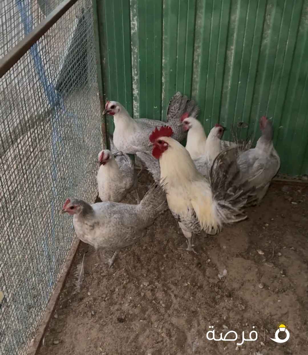 مجموعه دجاج فيومي وعربي قديم