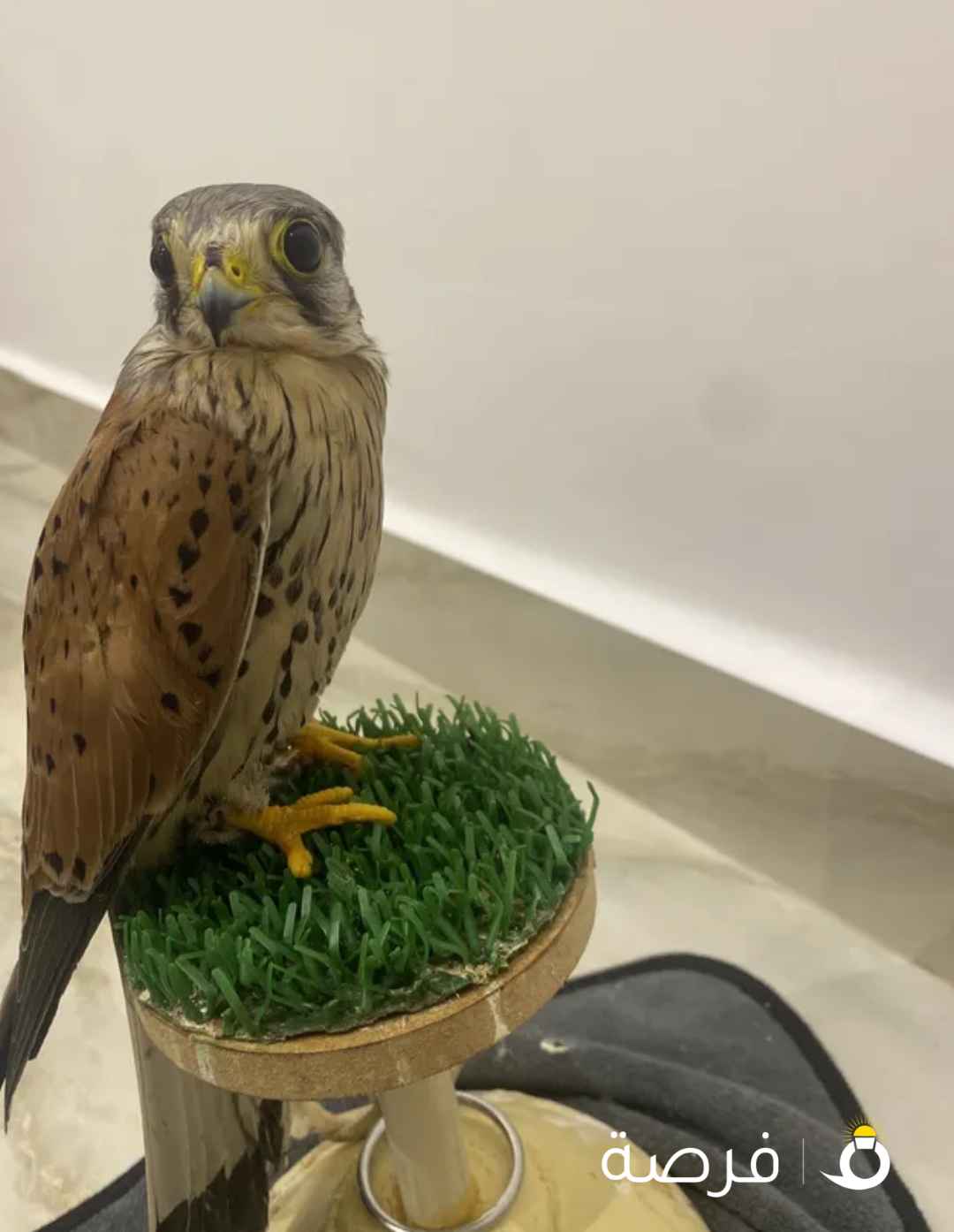 طيور نظيف وياكل على دس