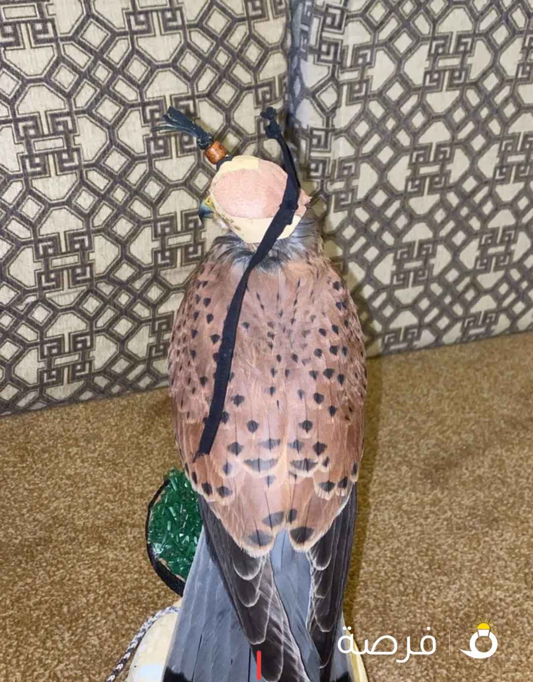 حميميج باشق()