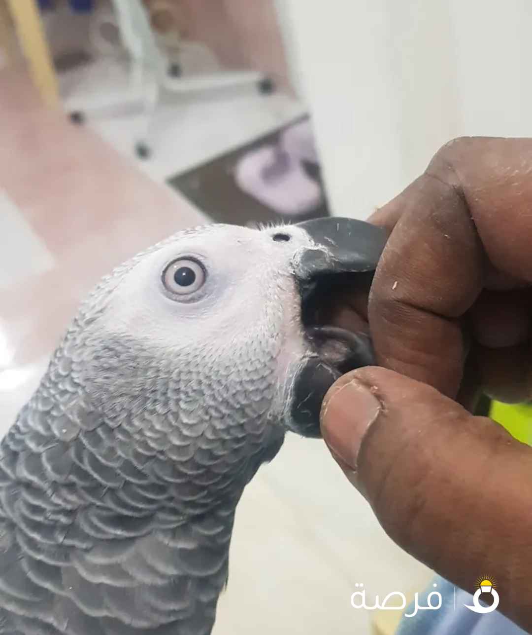 كاسكو فرح ياكل بروحه أليف حيل