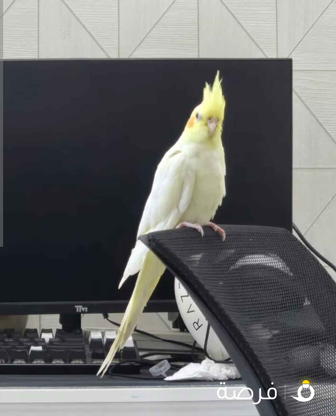 للبيع كروان(كوكتيل) اليف يصعد على الايد