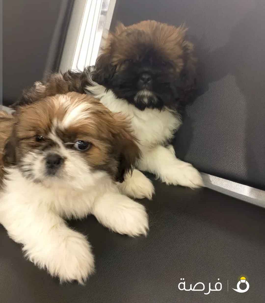 للبيع بيعه سريعه شيتزو بيور