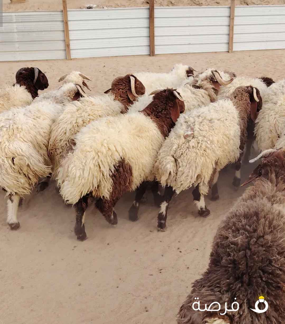 للبيع طليان نعيم سوري طيبه جميع الأعمار شي فاخر من الاخر أوزان تقيله طلي مربوط بري ناهي حي او مذبوح