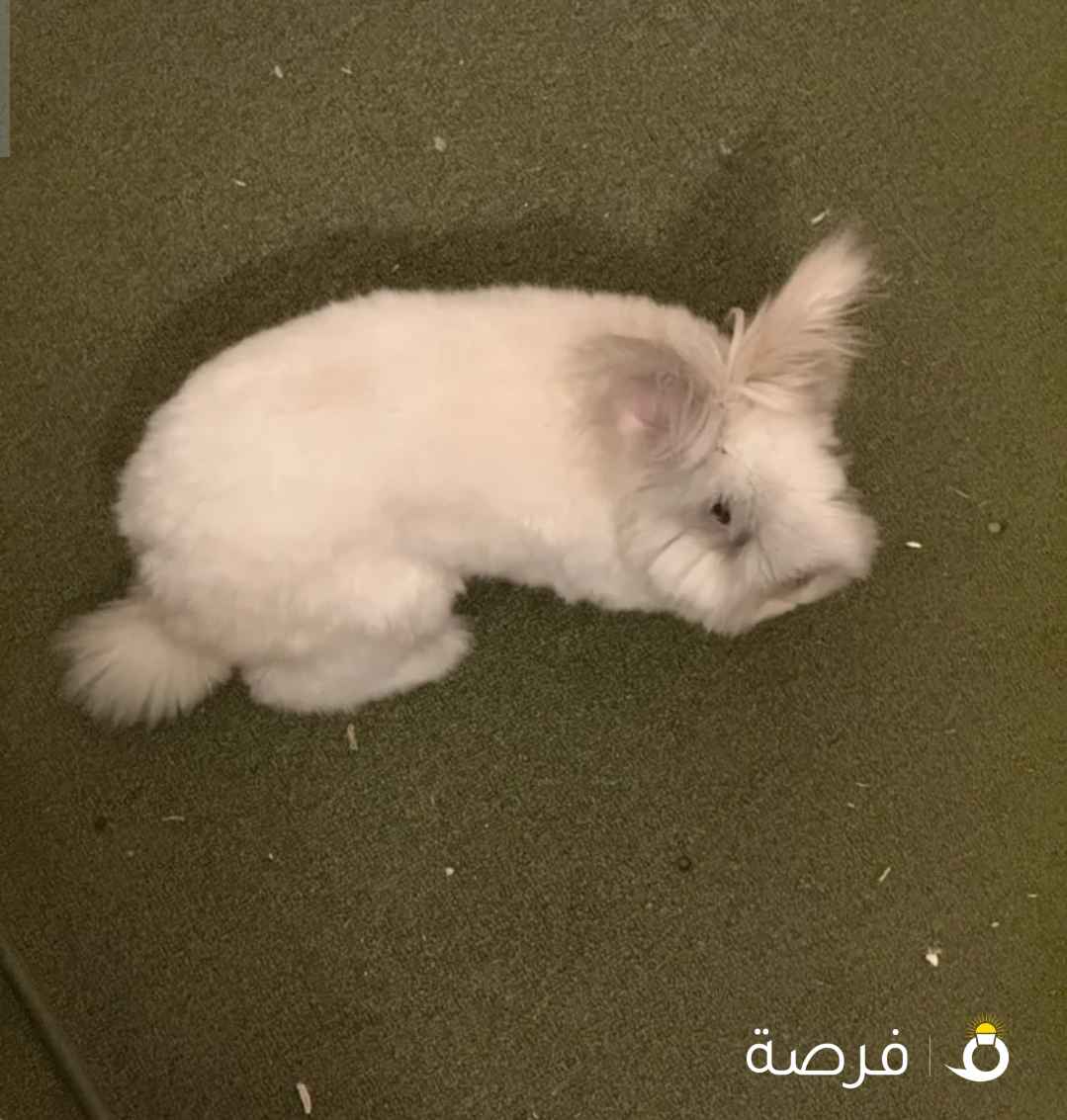 أرنوب نظيف لطيف وهادي تيدي بير