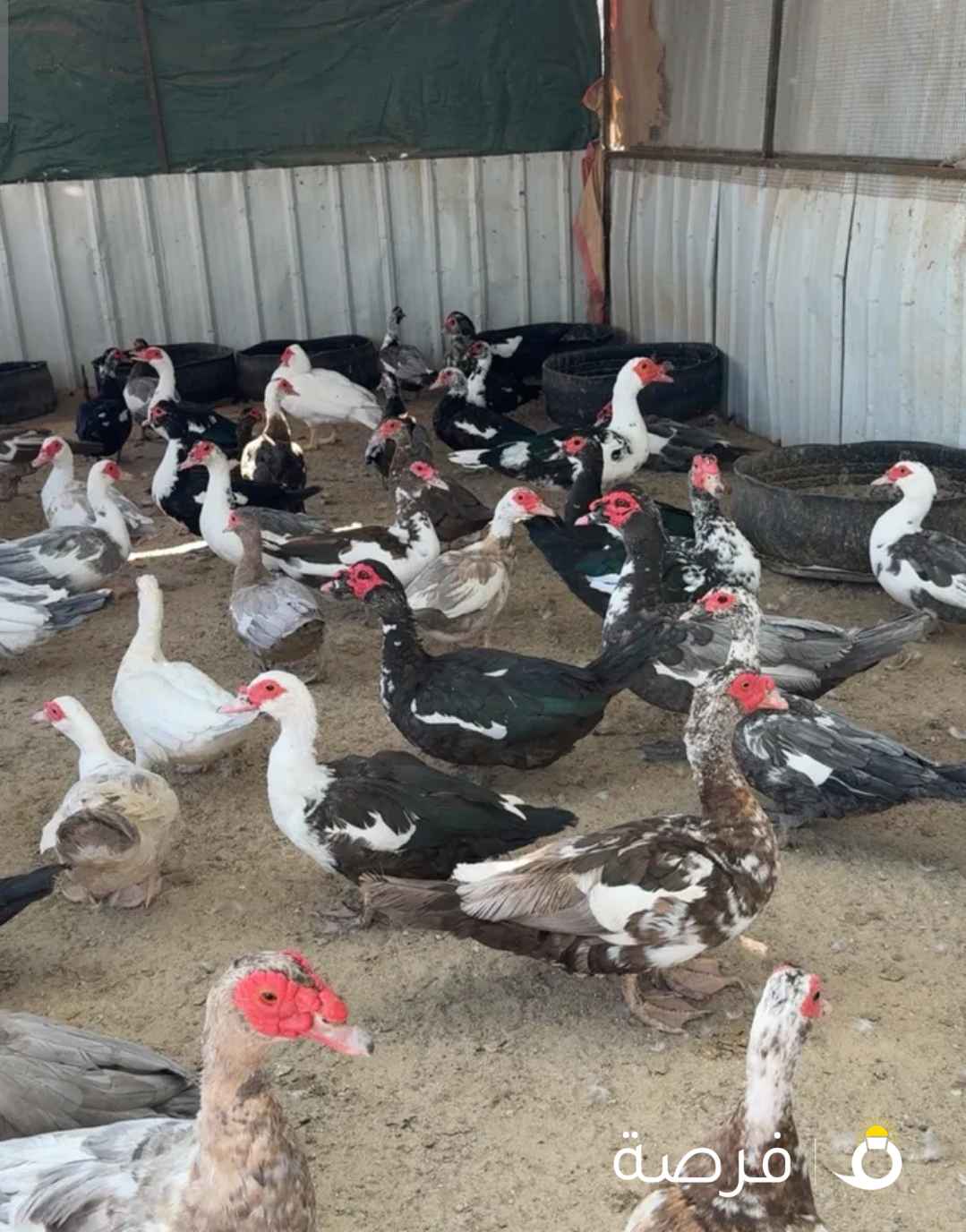 بط مصري بياض