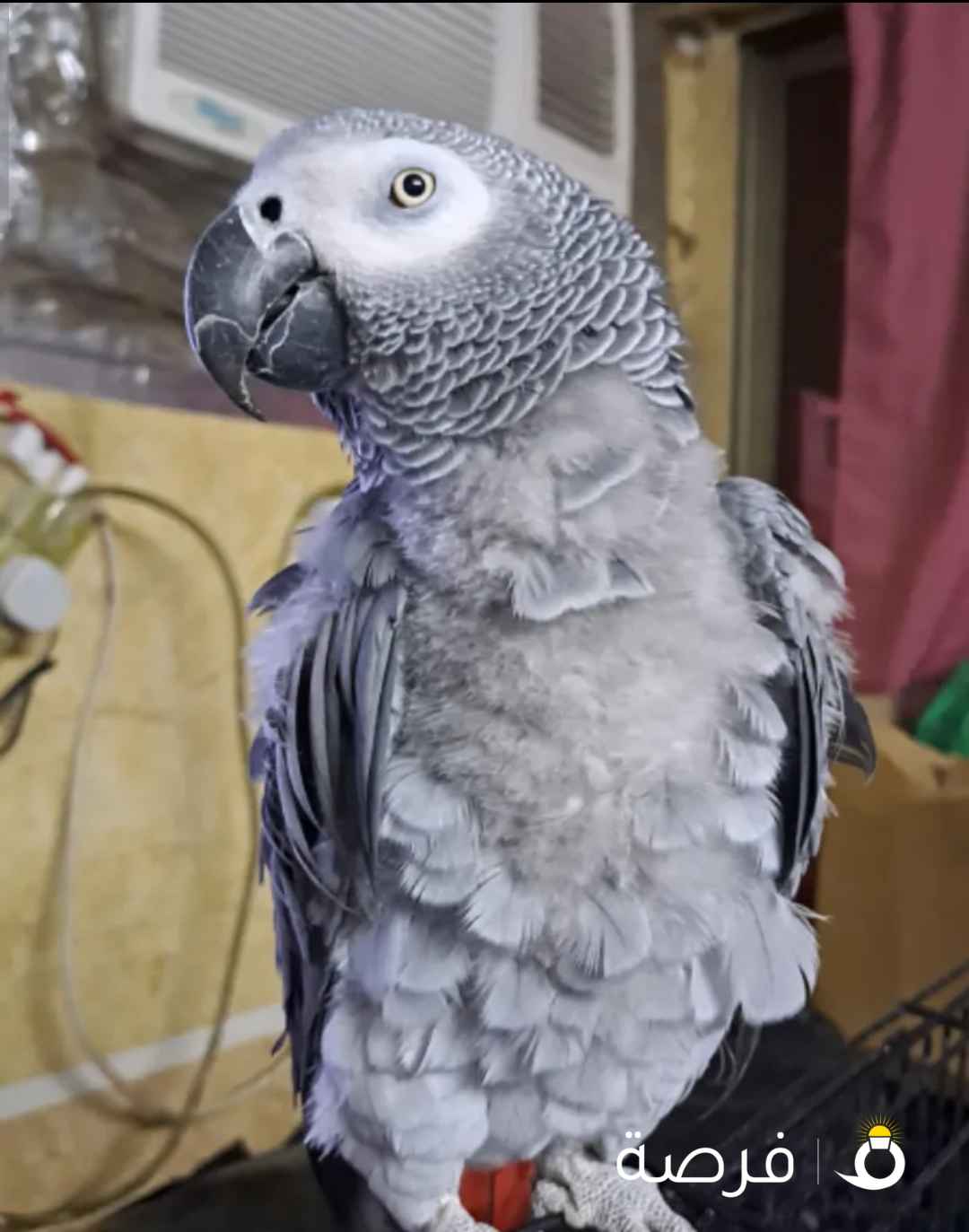 كاسكو متكلم للبيع