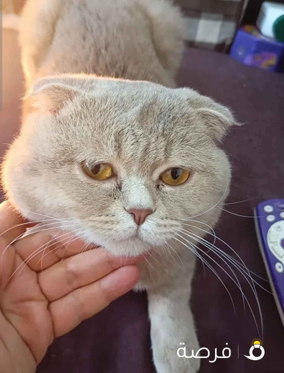 قط ذكر بريتش للتبنى المؤقت لمدة شهر