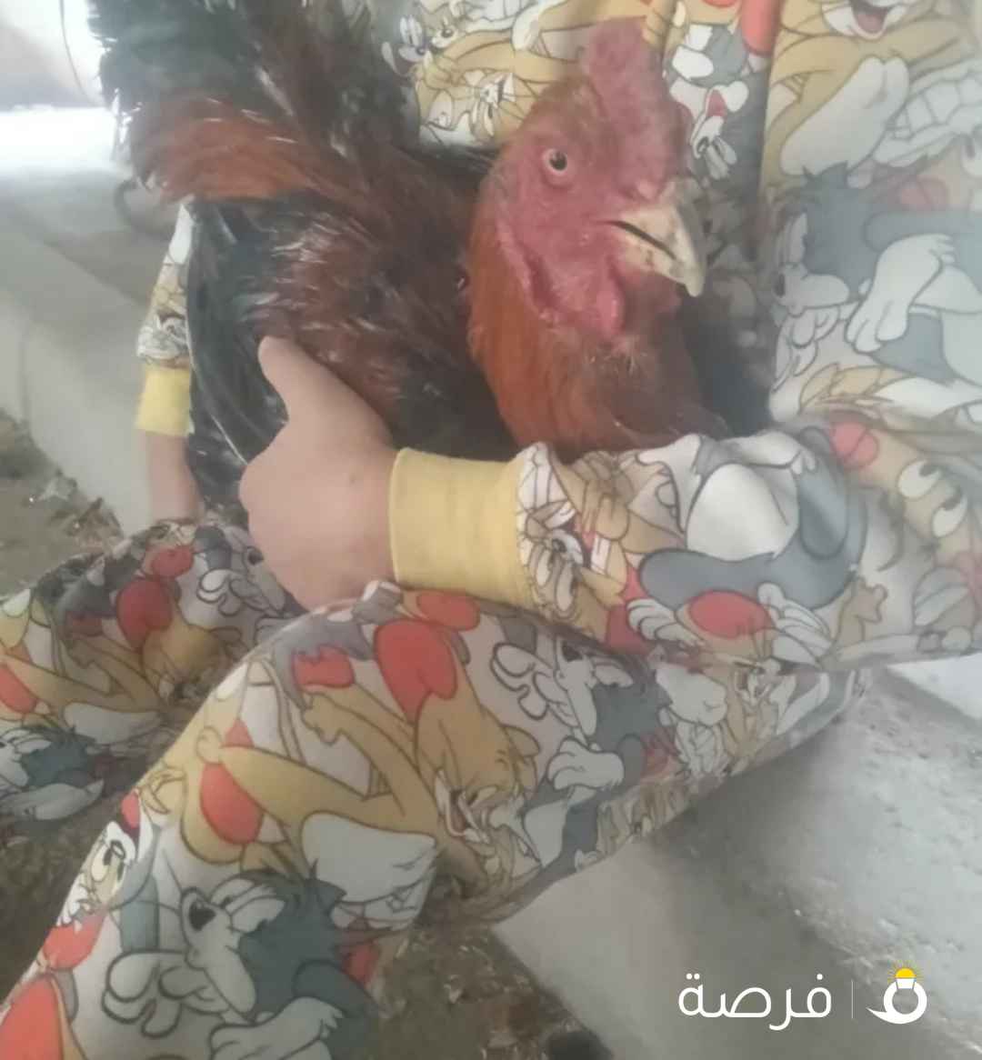 ديك هندي للبيع